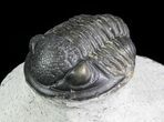 Bargain, Gerastos Trilobite Fossil - Morocco #69113-5